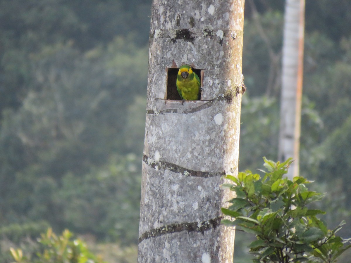 Yellow-eared Parrot - ML204105781