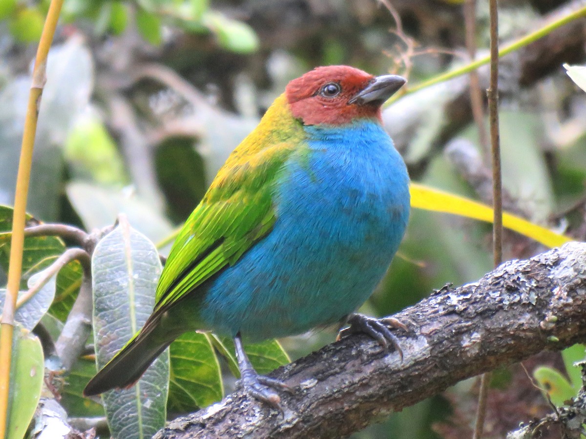 Bay-headed Tanager (Bay-and-blue) - ML204105821