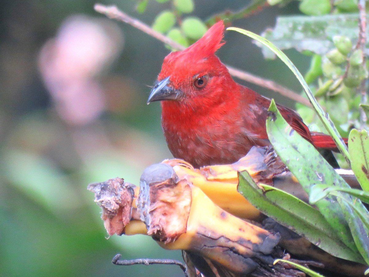 Crested Ant-Tanager - ML204105861