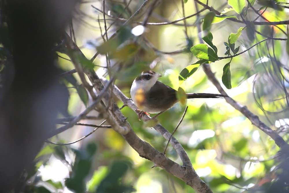 New Caledonian Grassbird - Janos  Olah