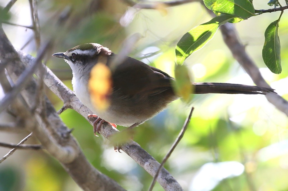 New Caledonian Grassbird - ML204106111