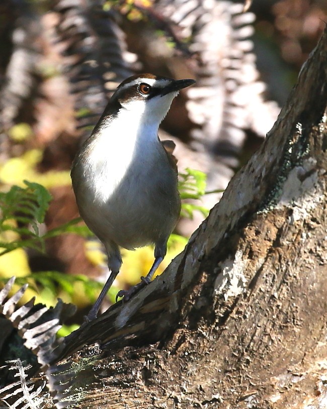 New Caledonian Grassbird - Janos  Olah