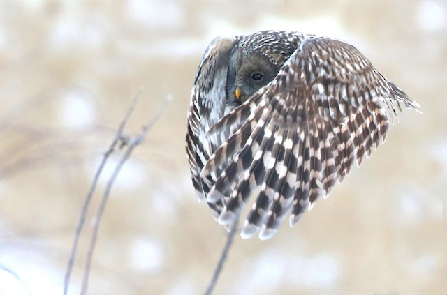 Second Basic Ural Owl (subspecies <em class="SciName notranslate">liturata</em>) - Ural Owl - 
