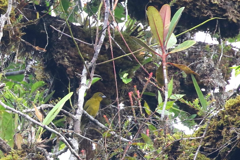 Yellow-green Tanager - Janos  Olah