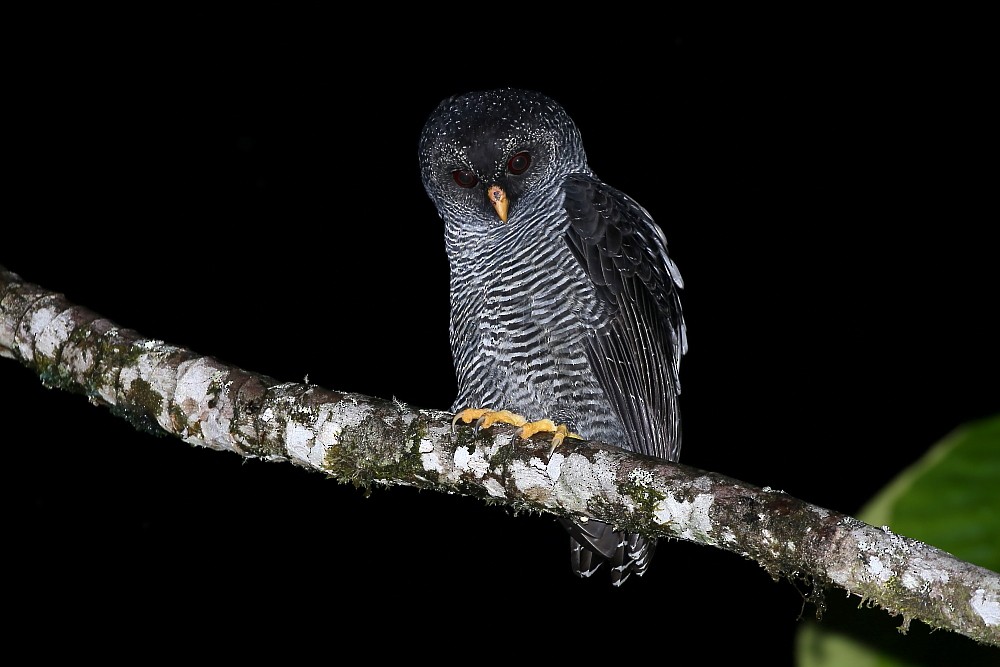 Black-banded Owl (San Isidro) - ML204106291