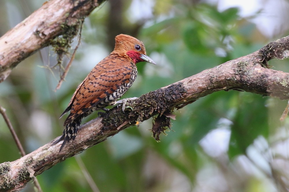 Cinnamon Woodpecker - Janos  Olah