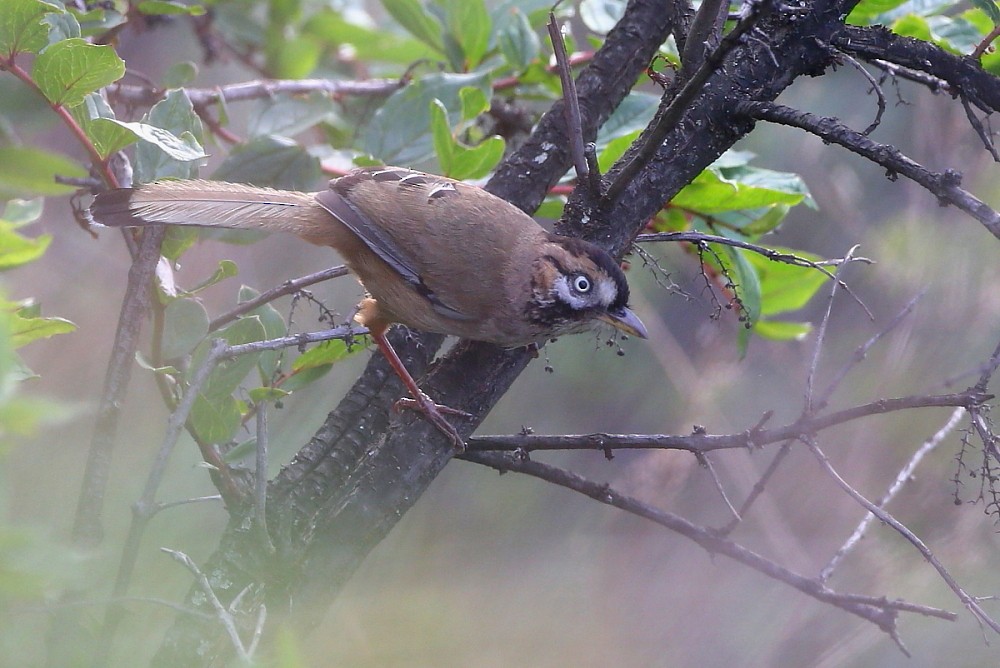 Moustached Laughingthrush (Eastern) - ML204106431