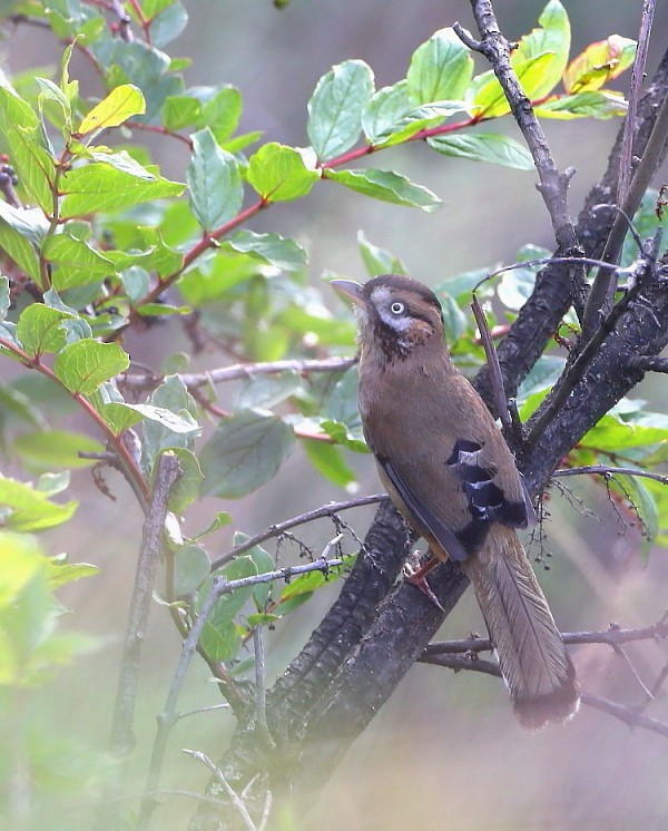 Moustached Laughingthrush (Eastern) - ML204106441
