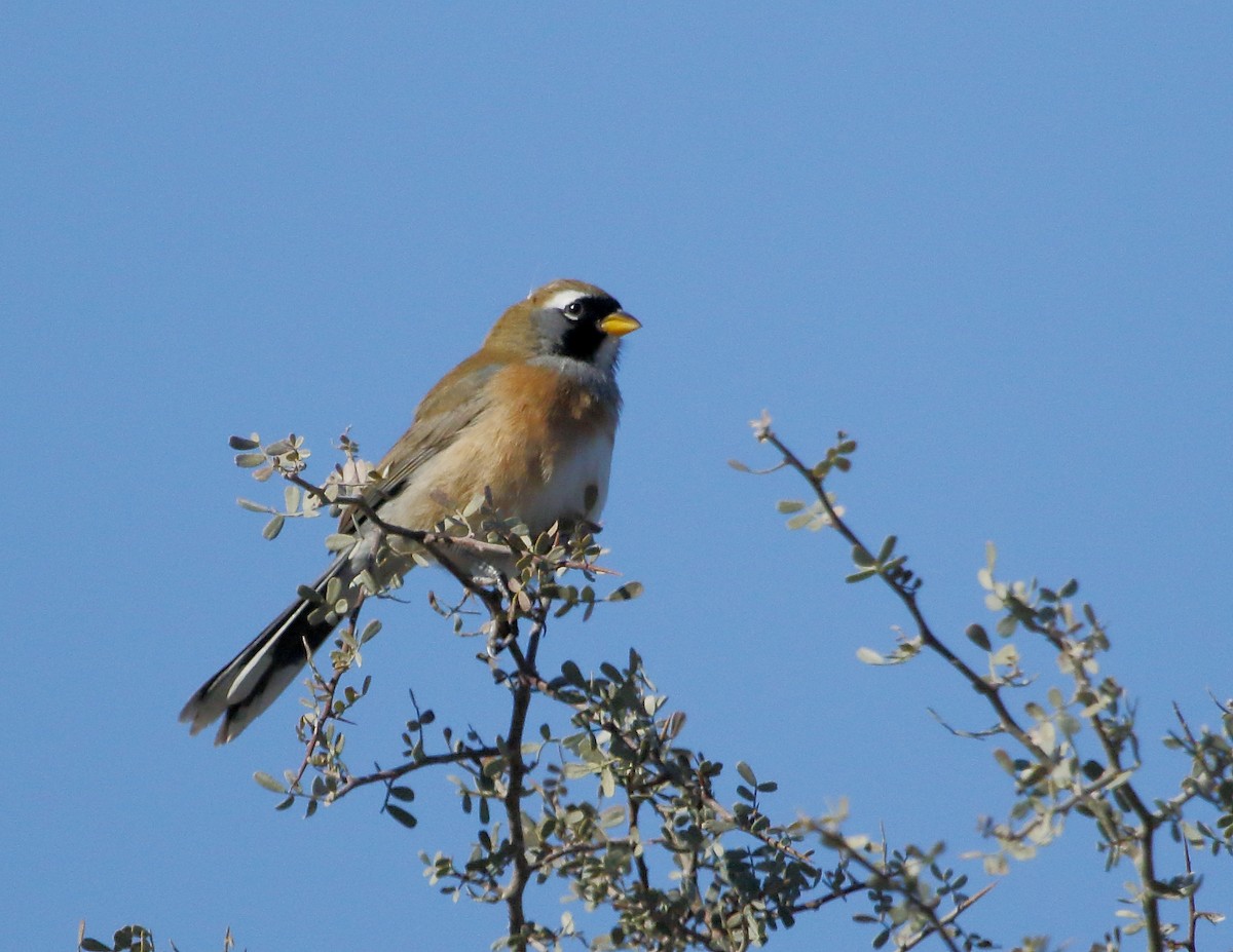 Many-colored Chaco Finch - Héctor Bottai