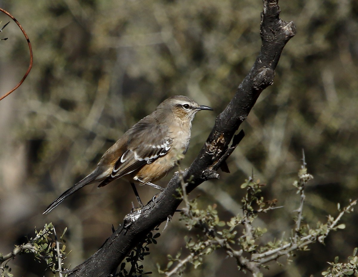 Patagonian Mockingbird - Héctor Bottai