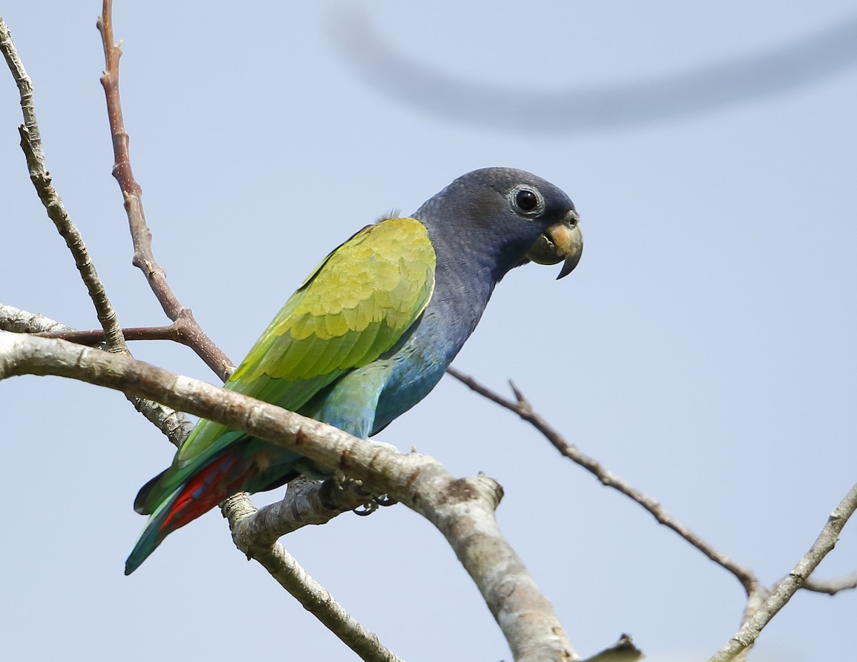 Blue-headed Parrot (Reichenow's) - Héctor Bottai