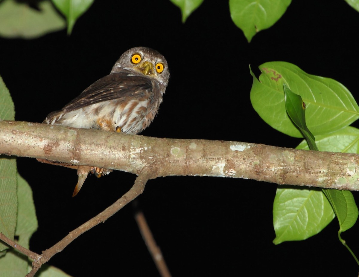Amazonian Pygmy-Owl - Héctor Bottai