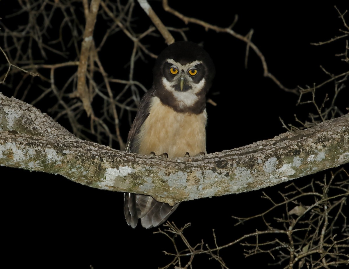 Spectacled Owl - Héctor Bottai