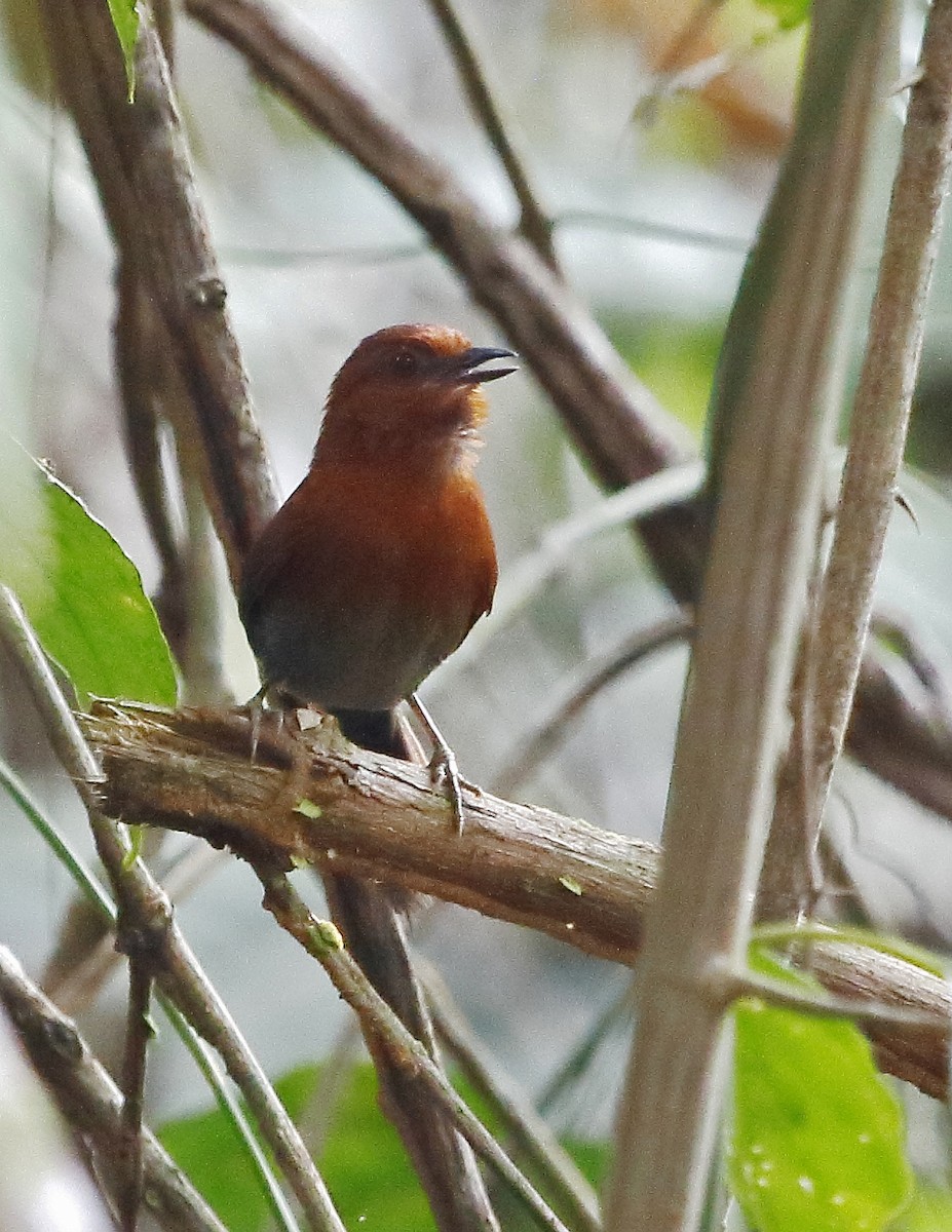 Chestnut-throated Spinetail - ML204106791