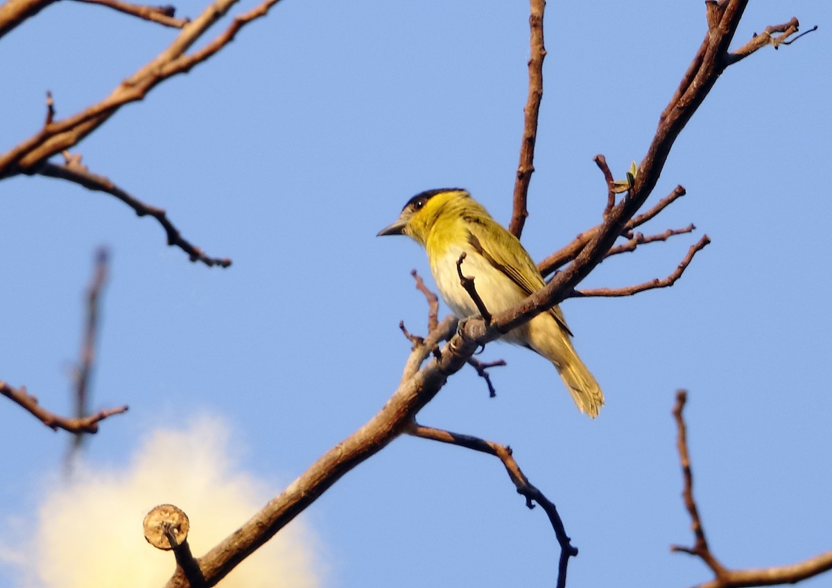 Green-backed Becard (Yellow-cheeked) - ML204106891