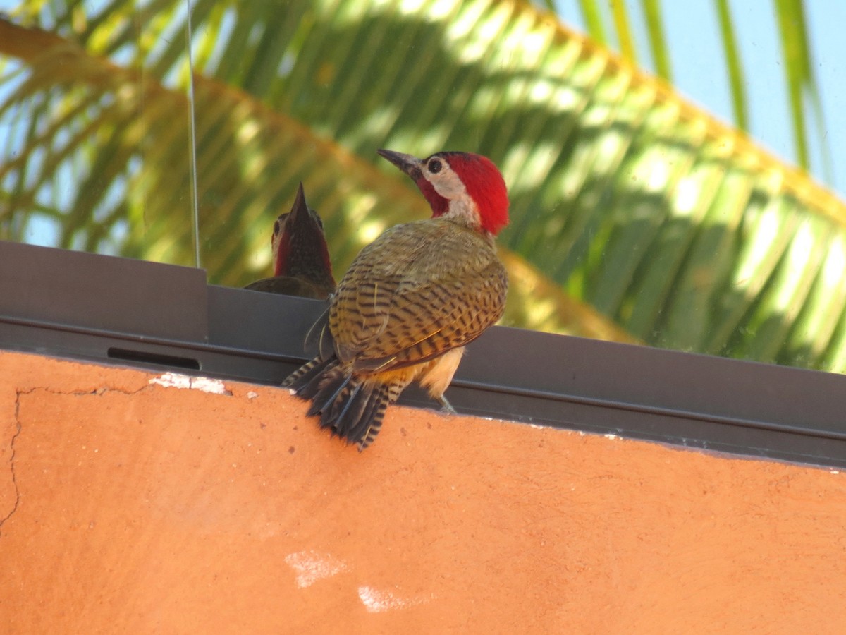 Spot-breasted Woodpecker - ML204107121