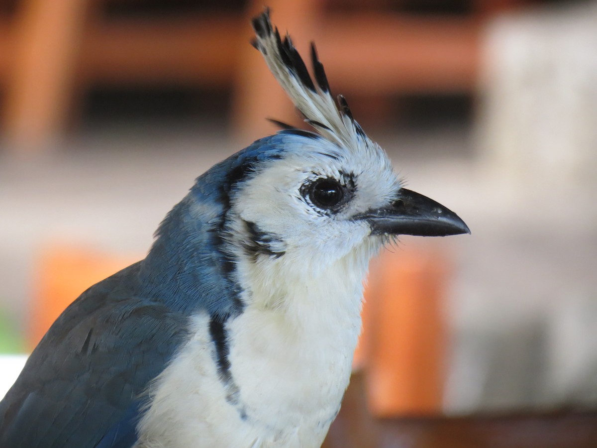 White-throated Magpie-Jay - ML204107491