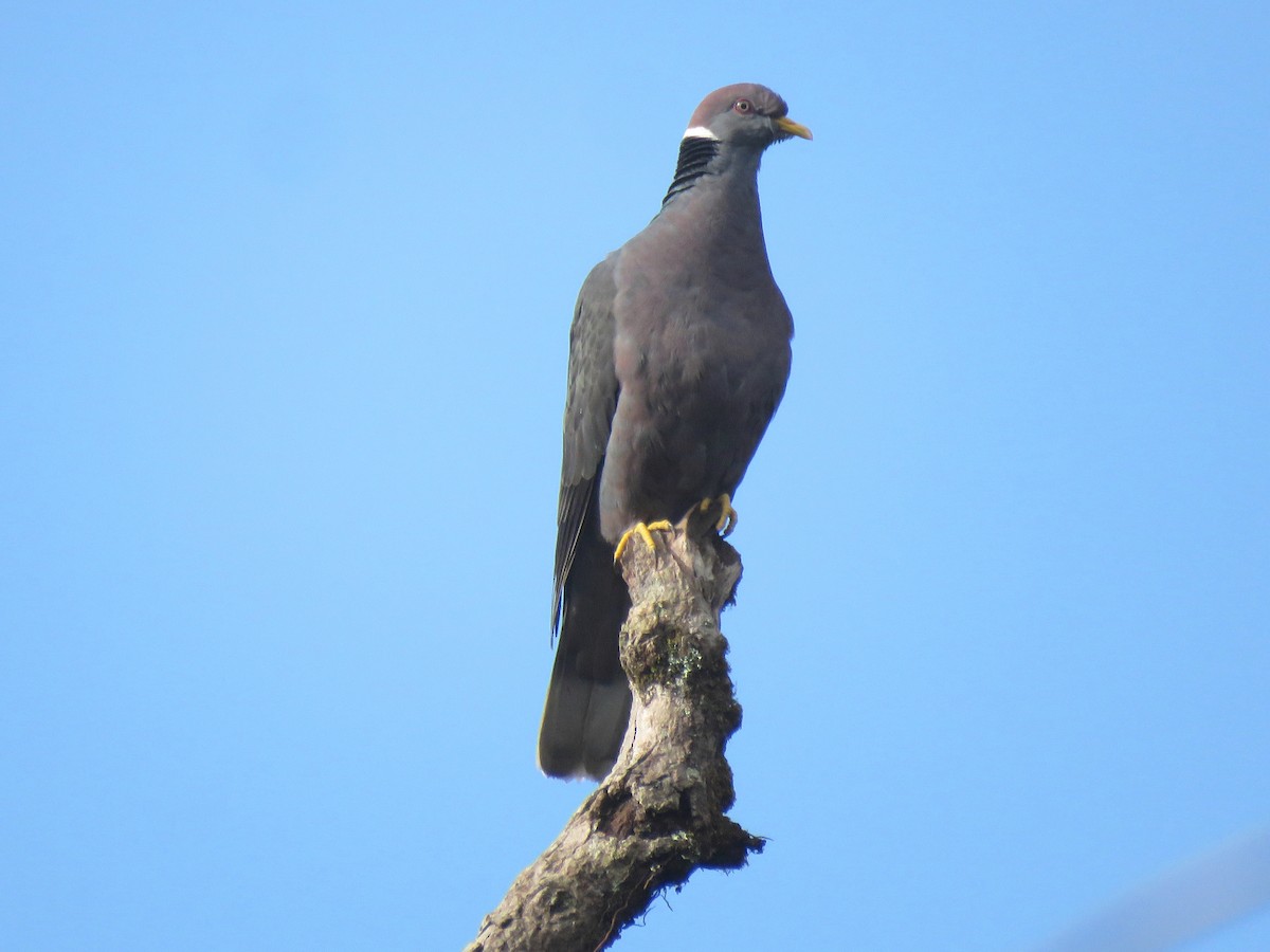 Band-tailed Pigeon (White-necked) - Thore Noernberg