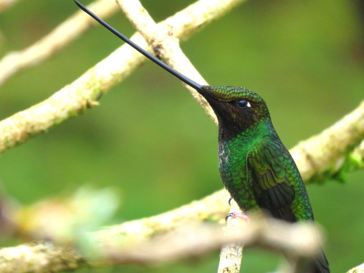 Sword-billed Hummingbird - Thore Noernberg