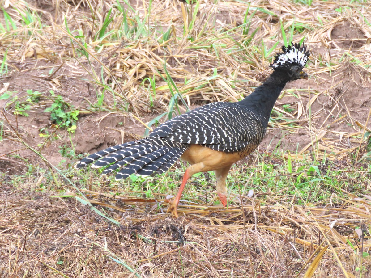 Bare-faced Curassow (Bare-faced) - ML204107751