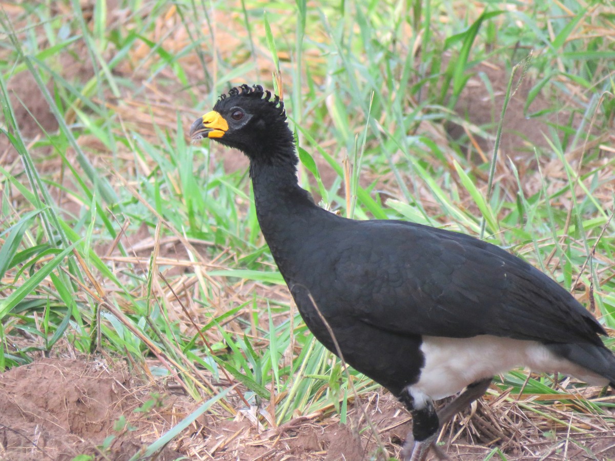 Bare-faced Curassow (Bare-faced) - ML204107771