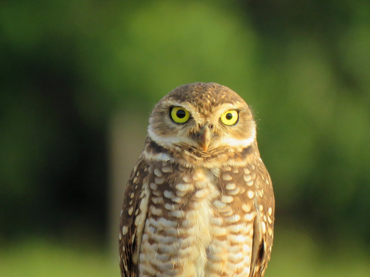 Burrowing Owl (grallaria) - Thore Noernberg