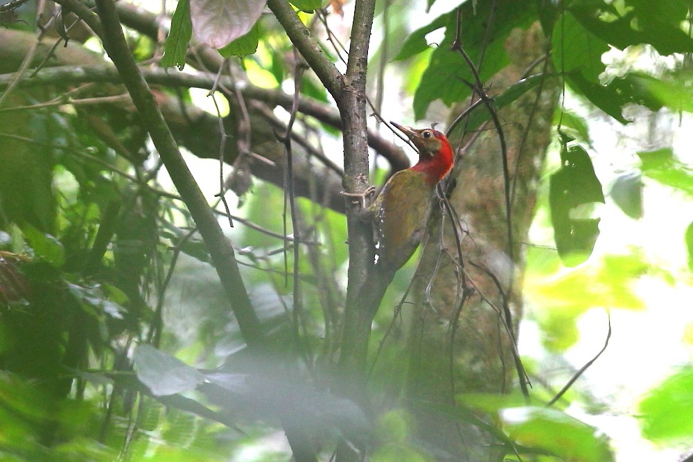 Red-collared Woodpecker - ML204108241