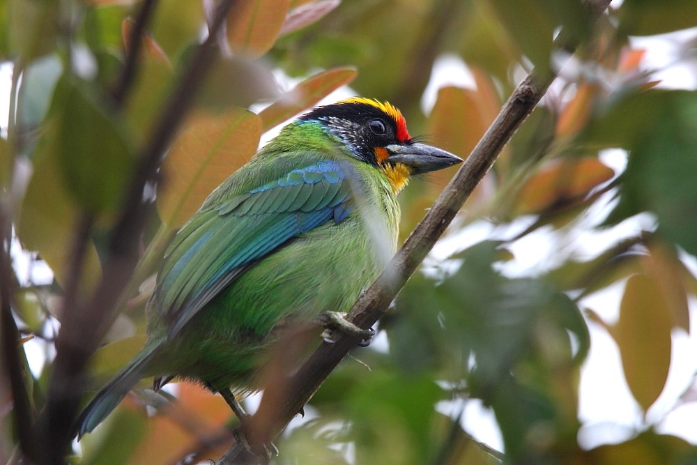 Necklaced Barbet - Janos  Olah