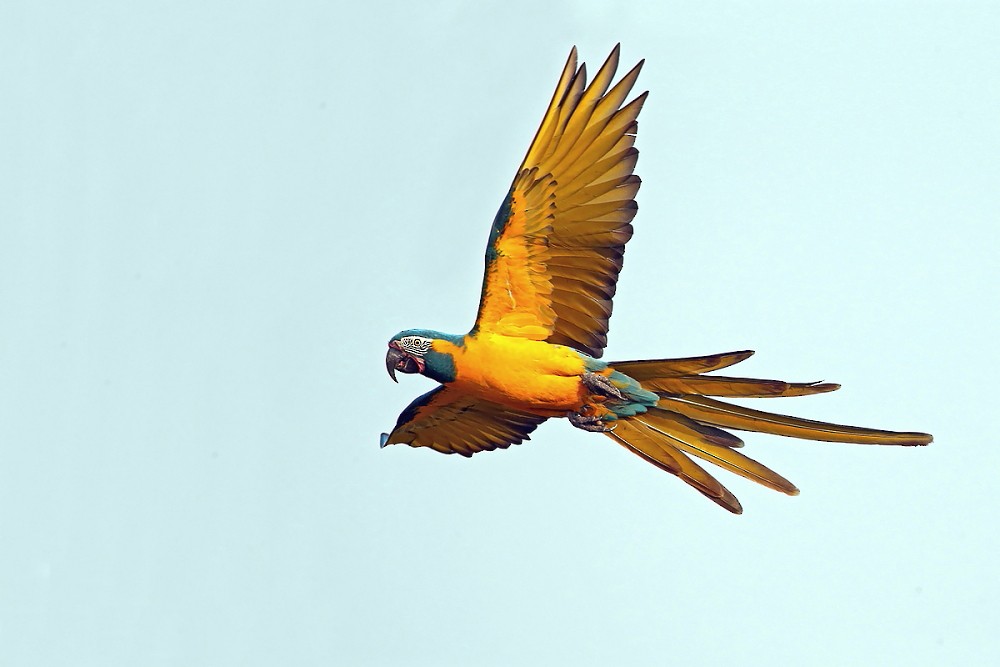 Blue-throated Macaw - Janos  Olah