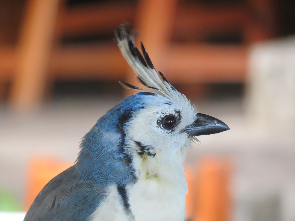 White-throated Magpie-Jay - ML204109051