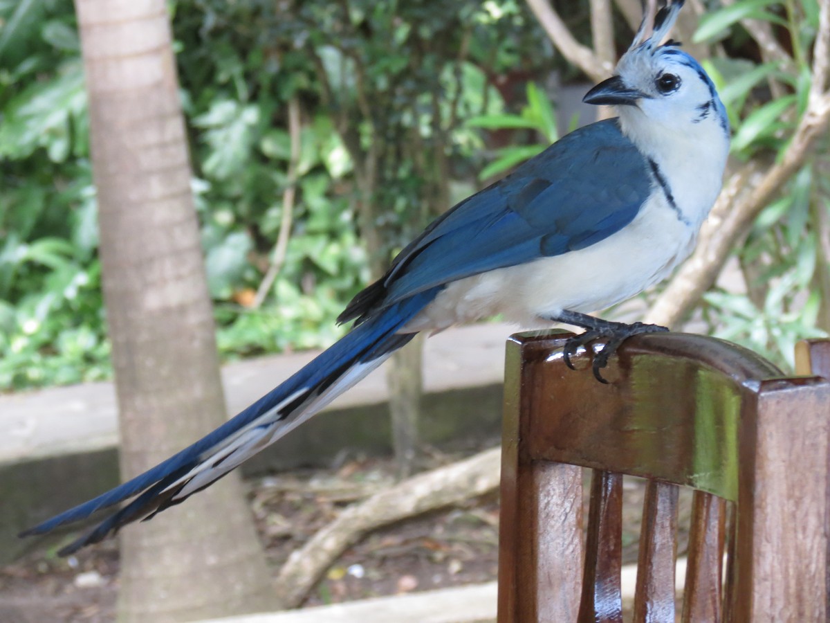 White-throated Magpie-Jay - ML204109061