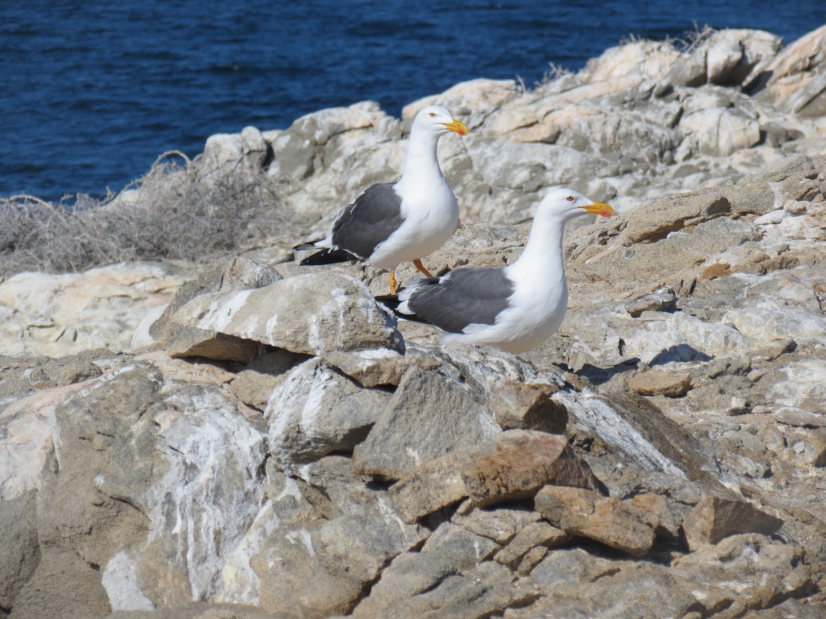 Yellow-footed Gull - Thore  Noernberg