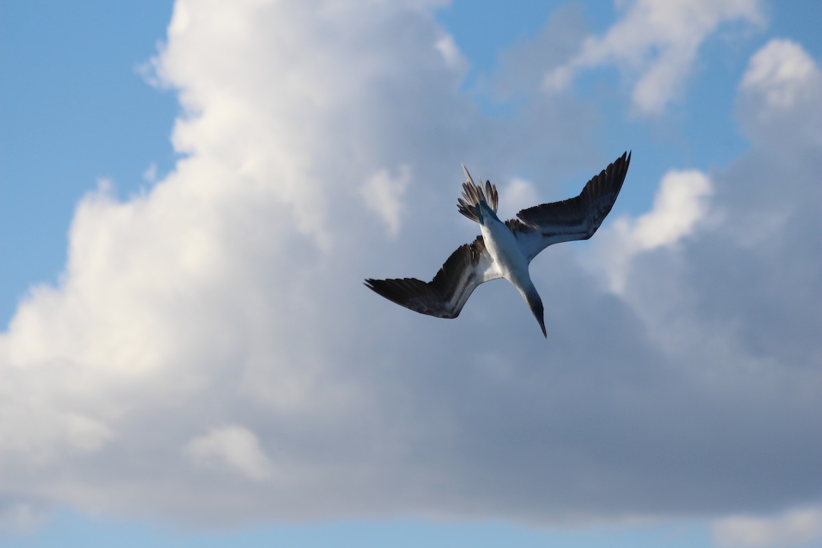 Blue-footed Booby - Thore Noernberg