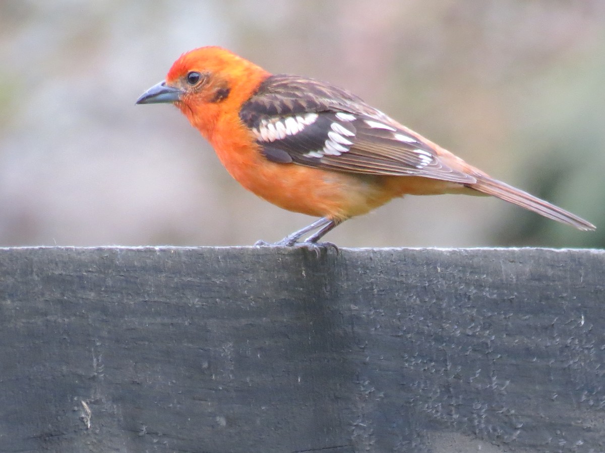 Flame-colored Tanager - Thore Noernberg