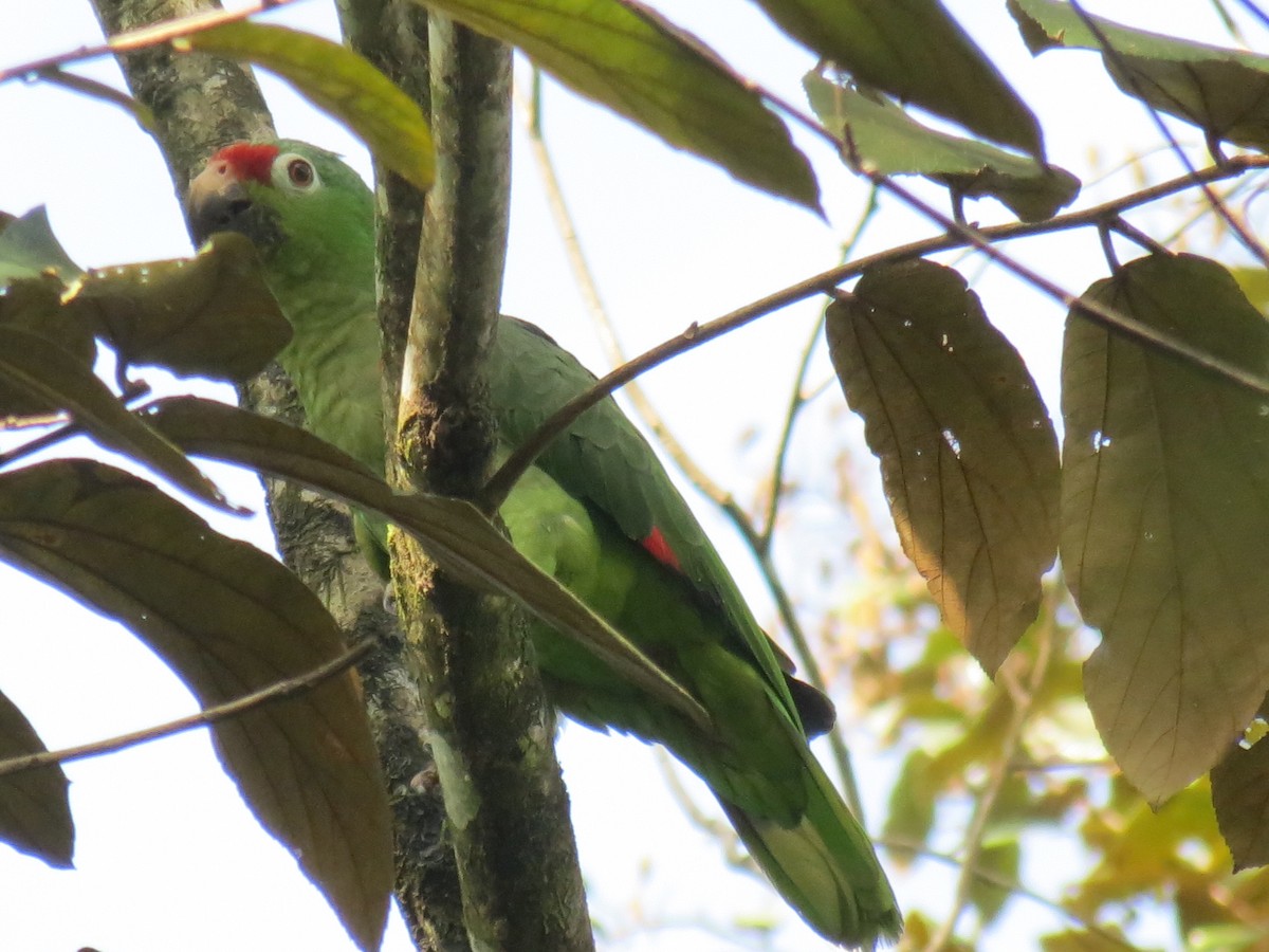Red-lored Parrot - ML204109421