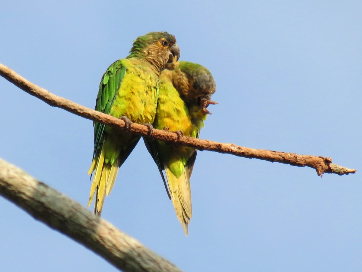 Brown-throated Parakeet - Thore Noernberg