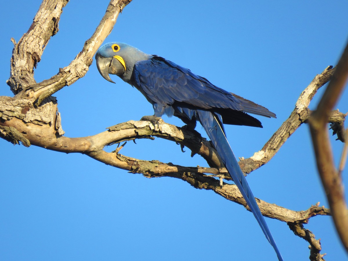 Hyacinth Macaw - Thore Noernberg