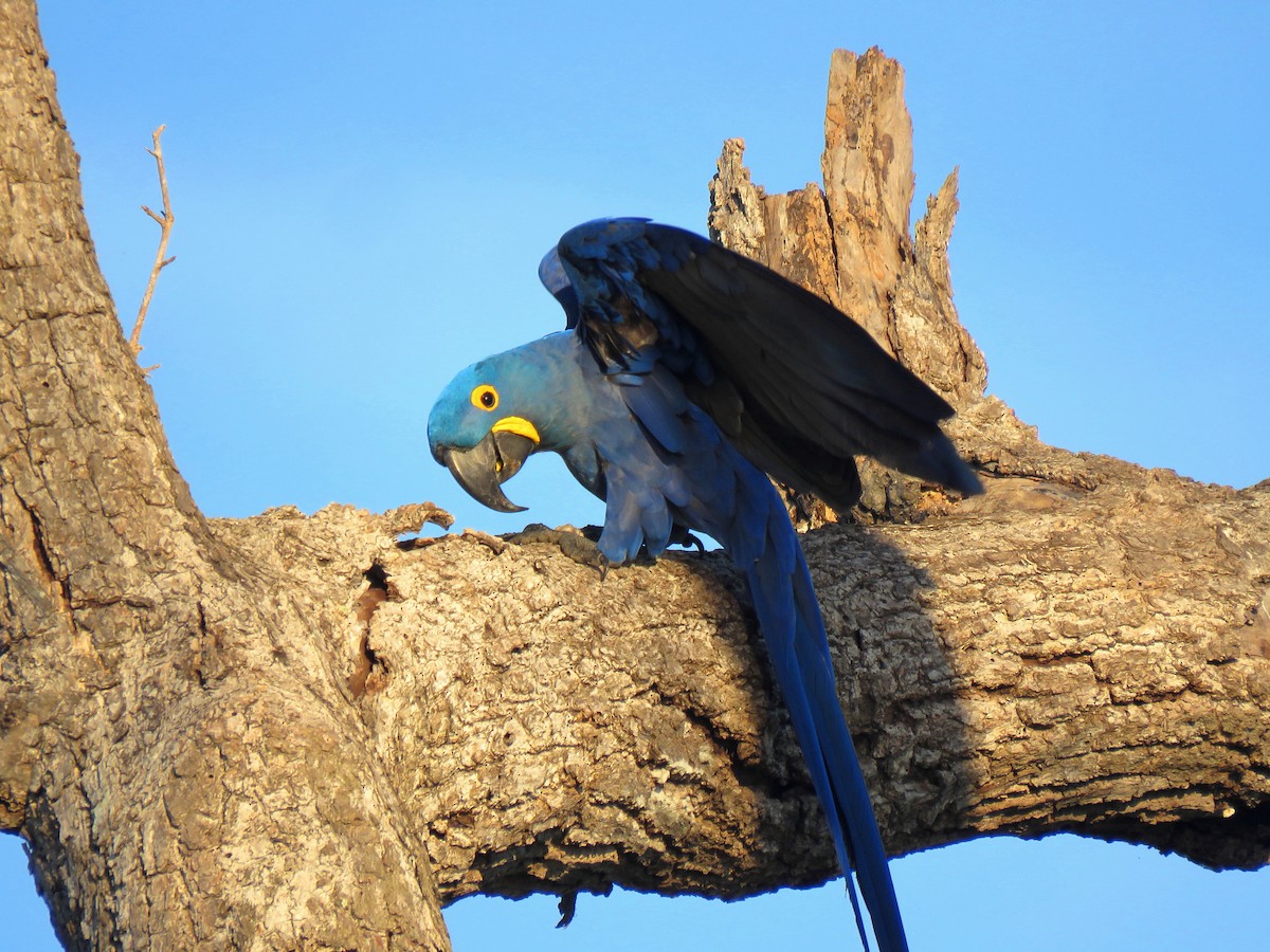Hyacinth Macaw - Thore Noernberg