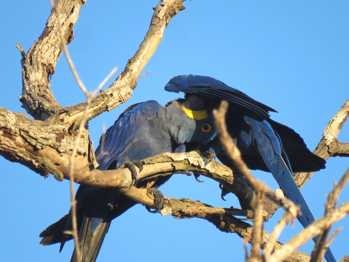 Hyacinth Macaw - Thore  Noernberg