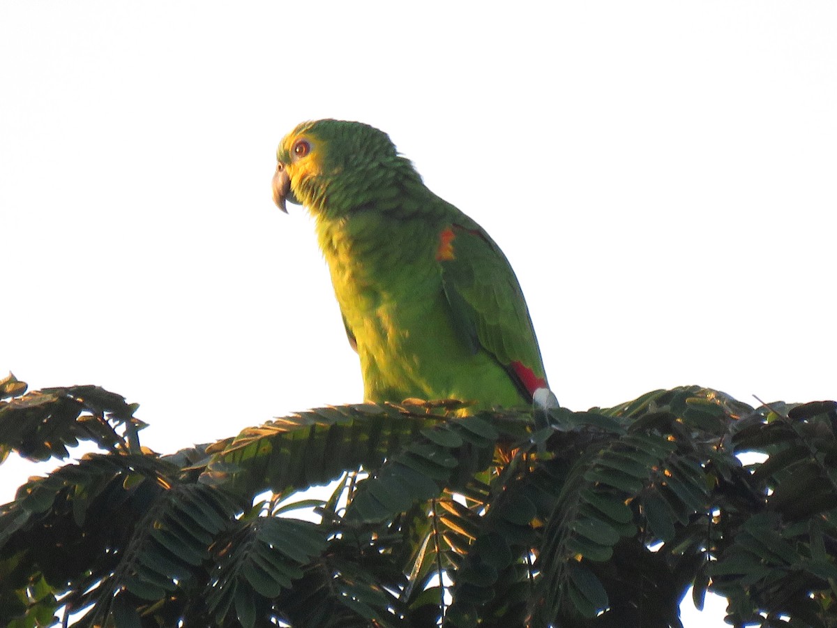 Orange-winged Parrot - Thore Noernberg
