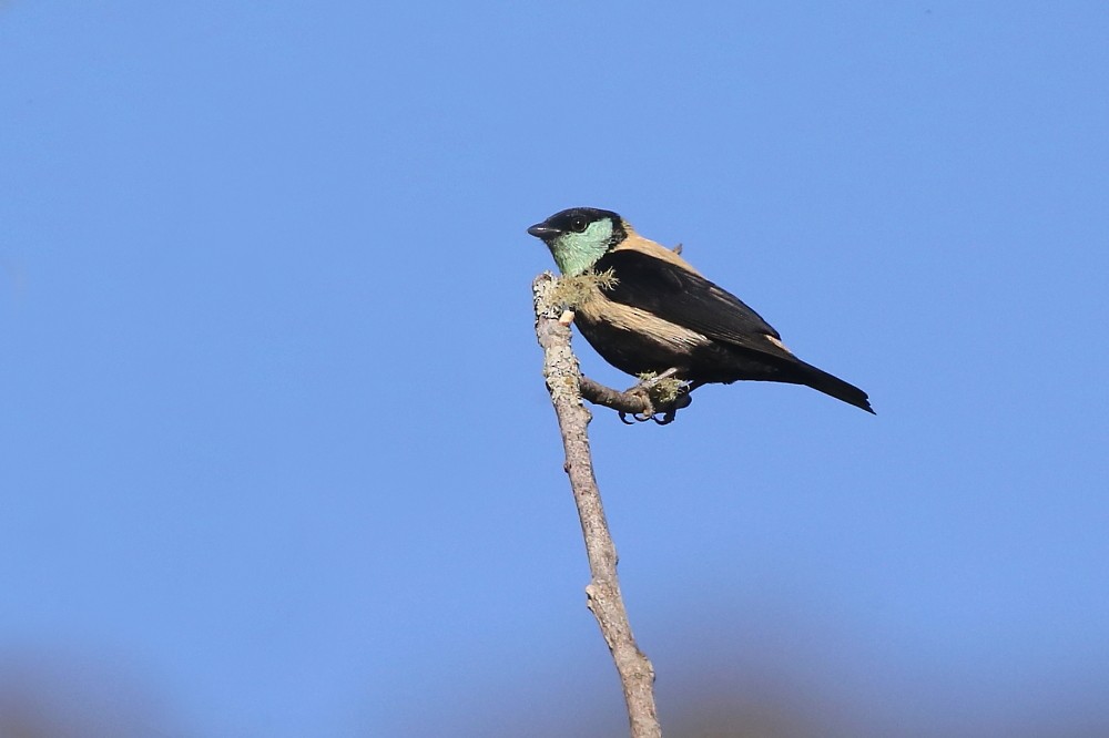 Green-throated Tanager - ML204110121