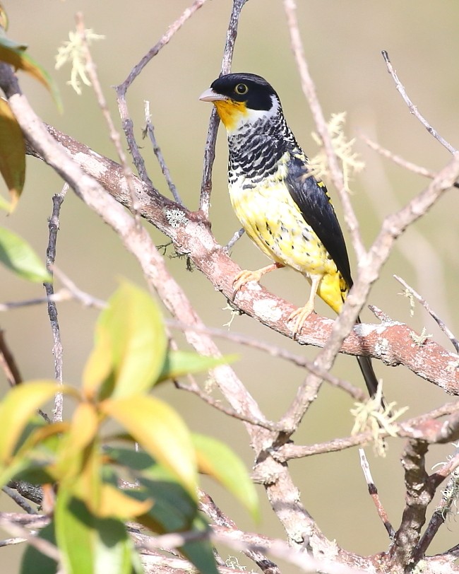 Swallow-tailed Cotinga (Palkachupa) - ML204110271