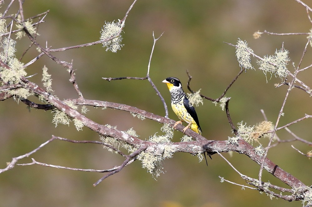 Swallow-tailed Cotinga (Palkachupa) - ML204110291