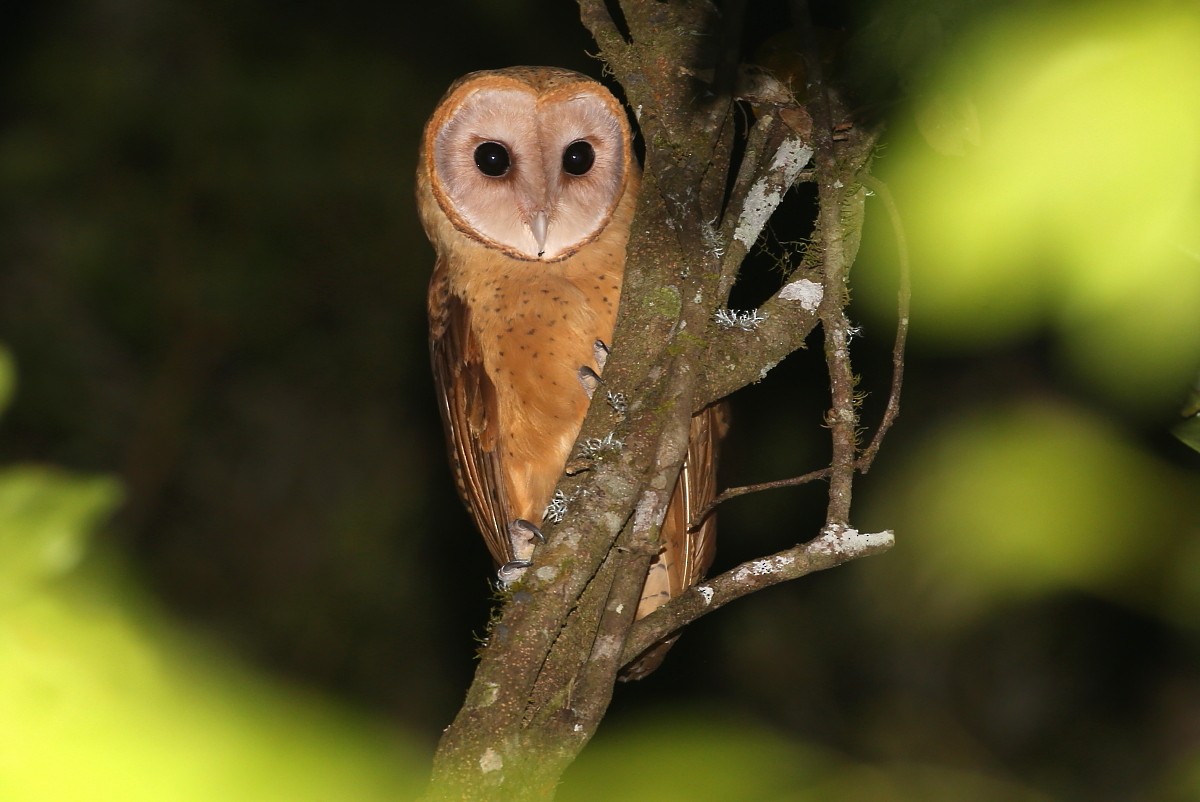 Red Owl - Janos  Olah