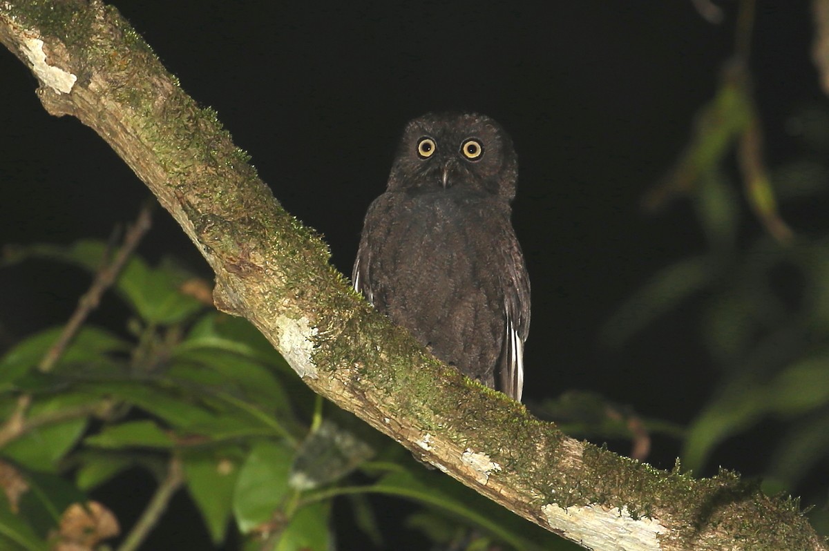 Anjouan Scops-Owl - ML204110541