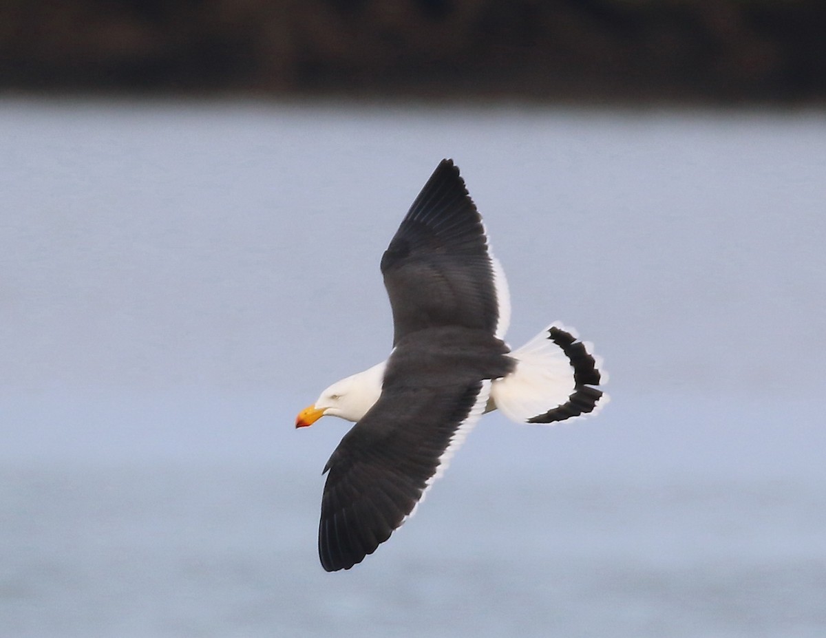 Pacific Gull - mark broomhall