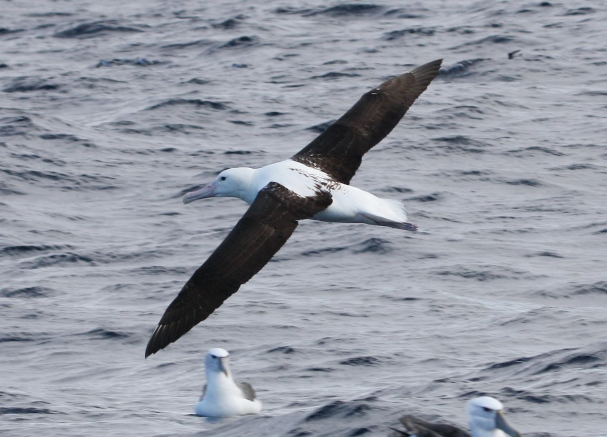 Southern Royal Albatross - mark broomhall