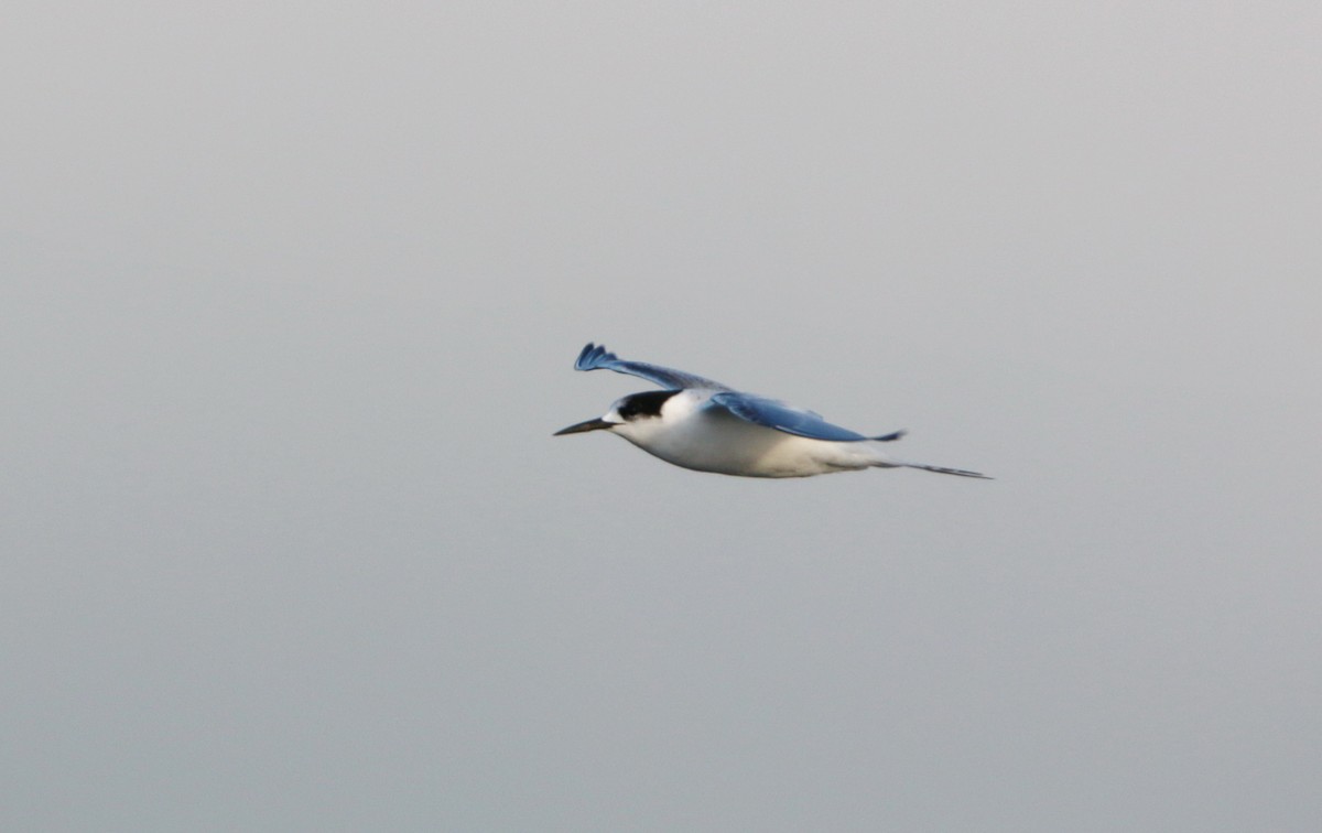 White-fronted Tern - ML204110991