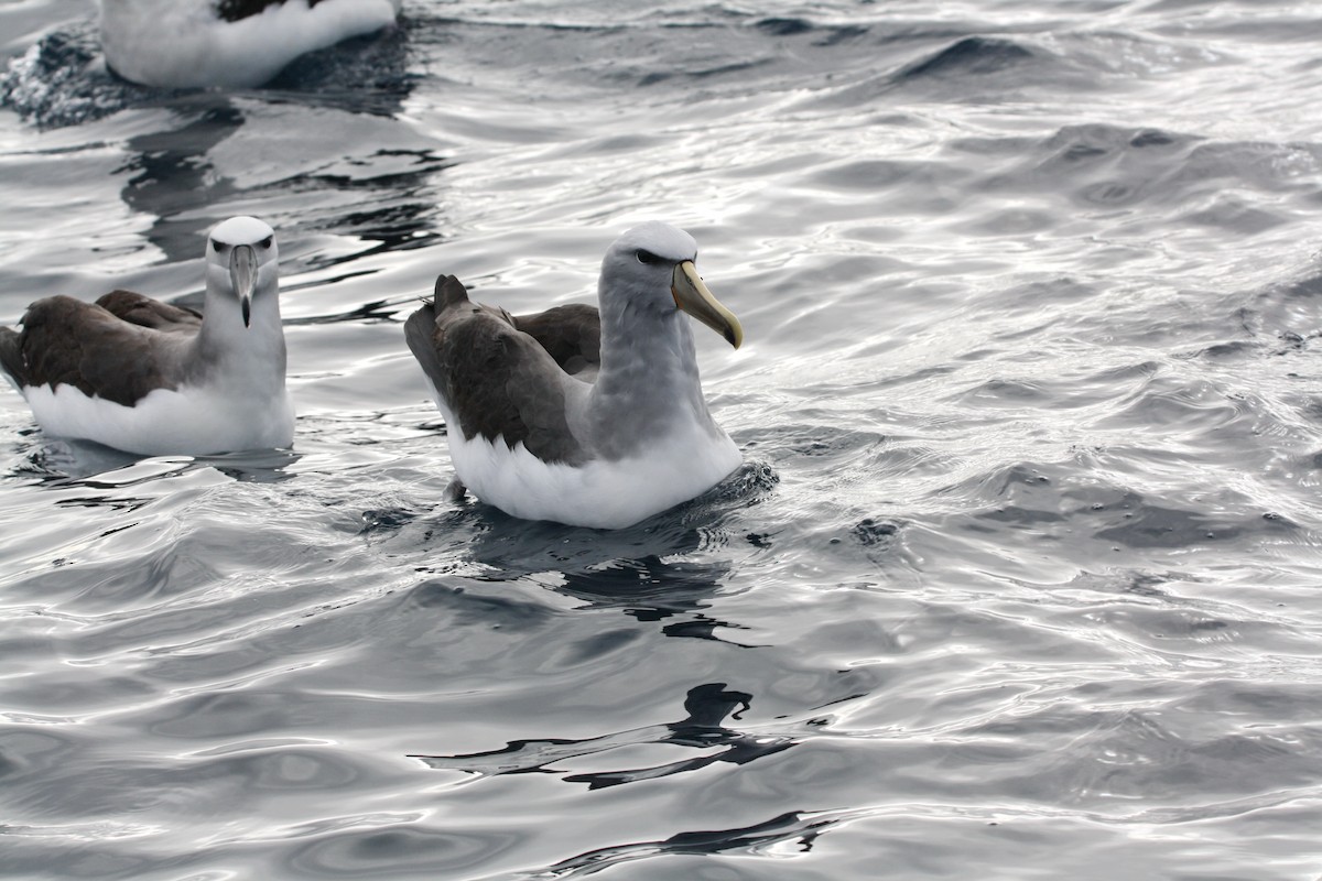 Buller's Albatross - mark broomhall