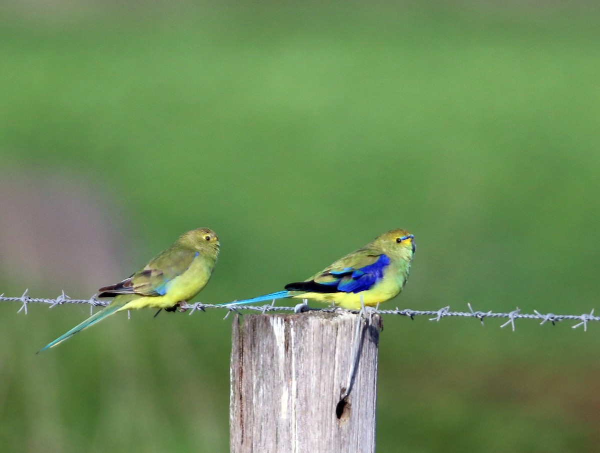 Blue-winged Parrot - mark broomhall